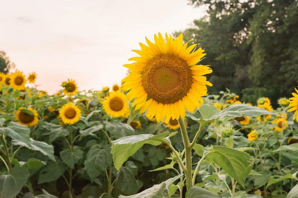Signification de Tournesol