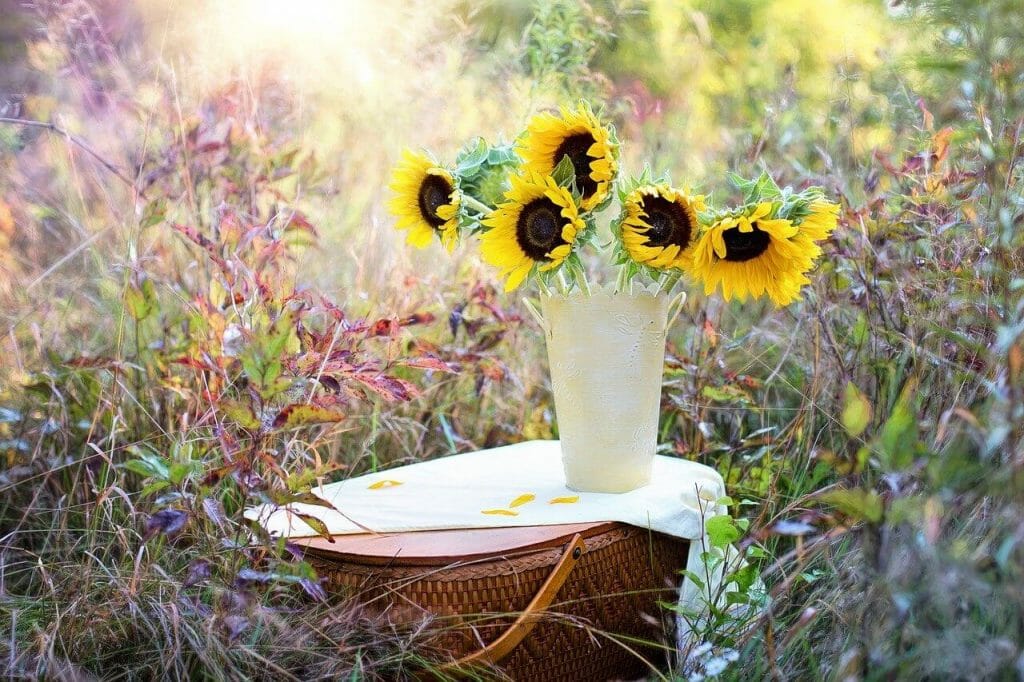 Comment prendre soin des tournesols