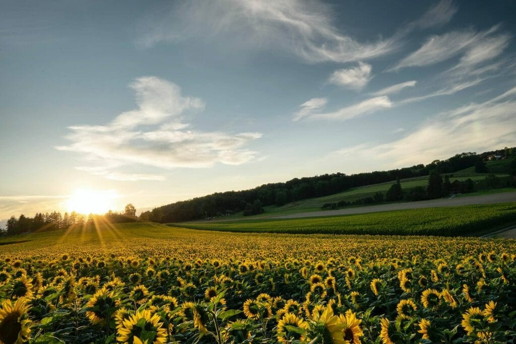 Considérations sur les ravageurs et les maladies du tournesol