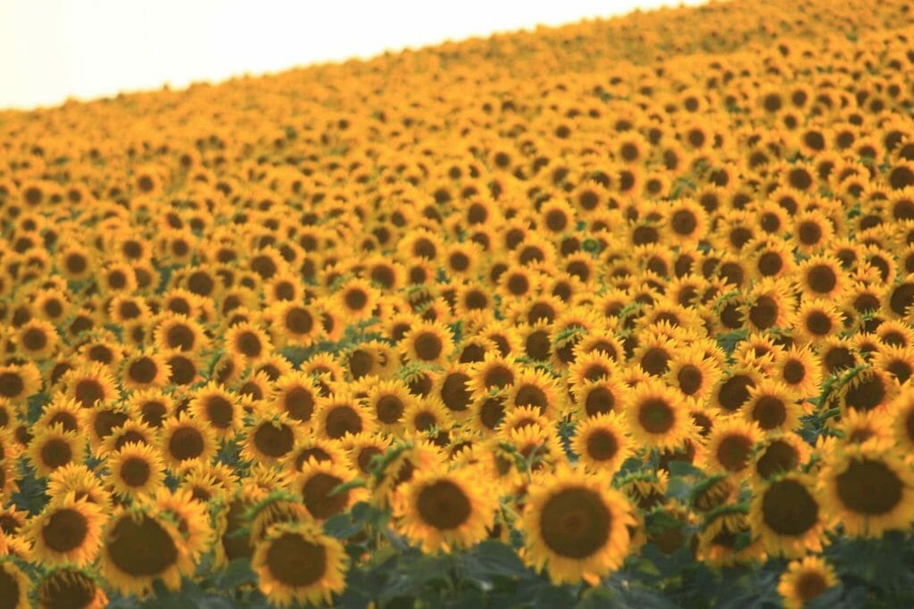 Comment cultiver les tournesols