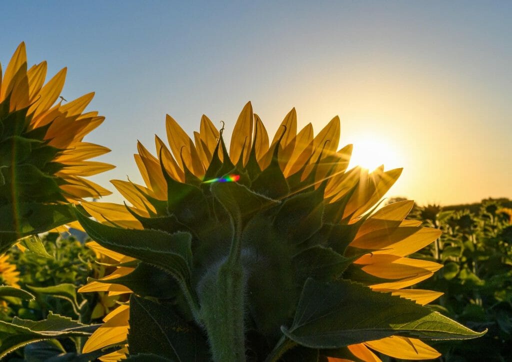 Les tournesols suivent-ils vraiment le soleil ?