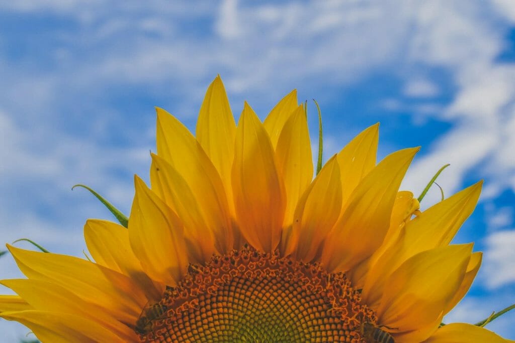 Symbolique religieuse et culturelle du tournesol