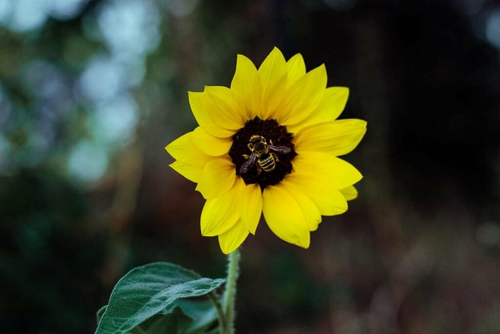 Attirer les abeilles avec des tournesols