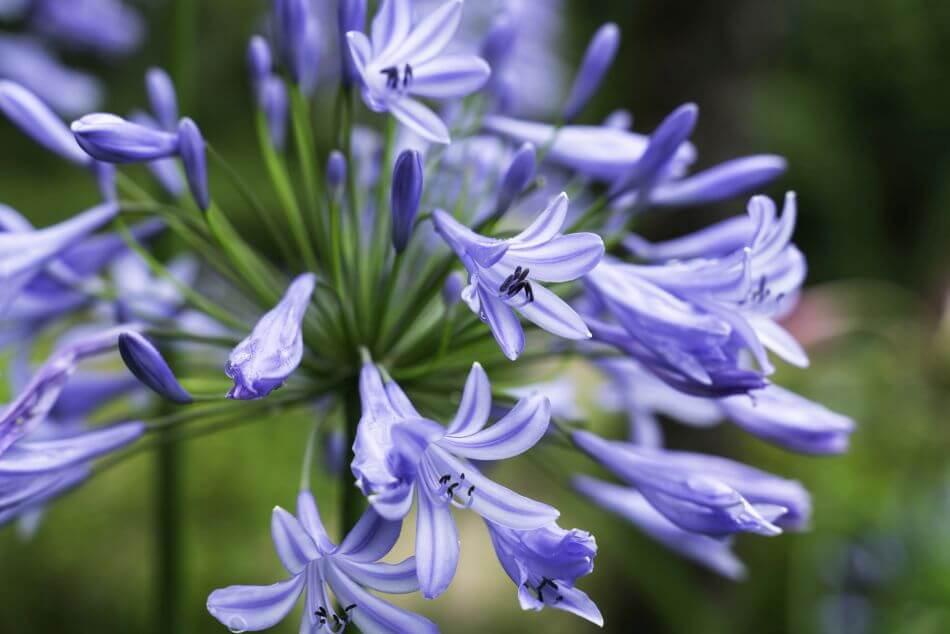 A propos des fleurs bleues