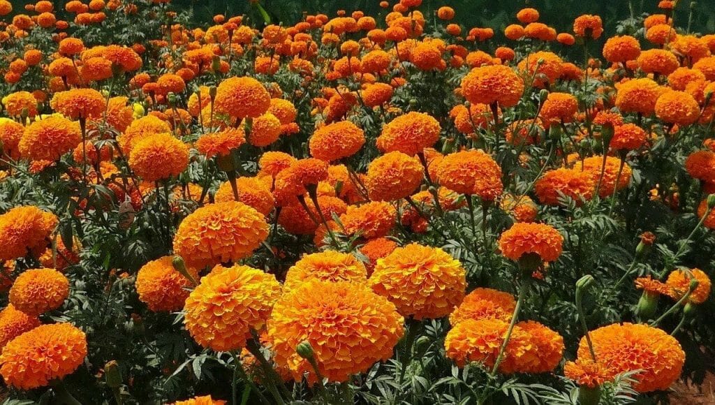 Tout sur les fleurs de souci