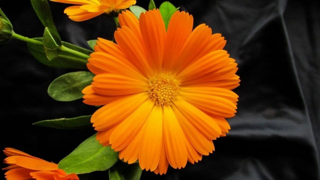 Signification de la fleur de souci orange