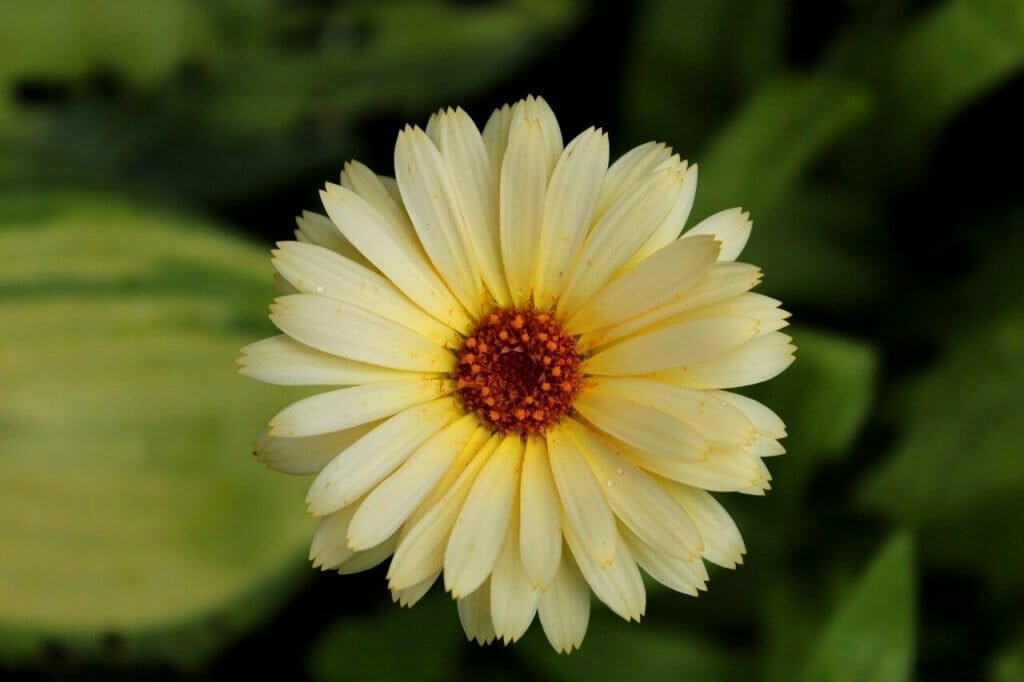 Signification de la fleur de souci jaune