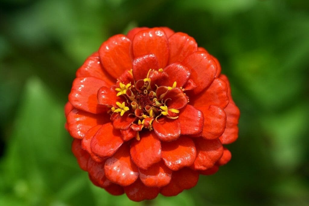 Signification de la fleur de souci rouge