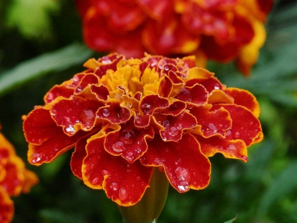 Signification de la fleur de souci orange rouge