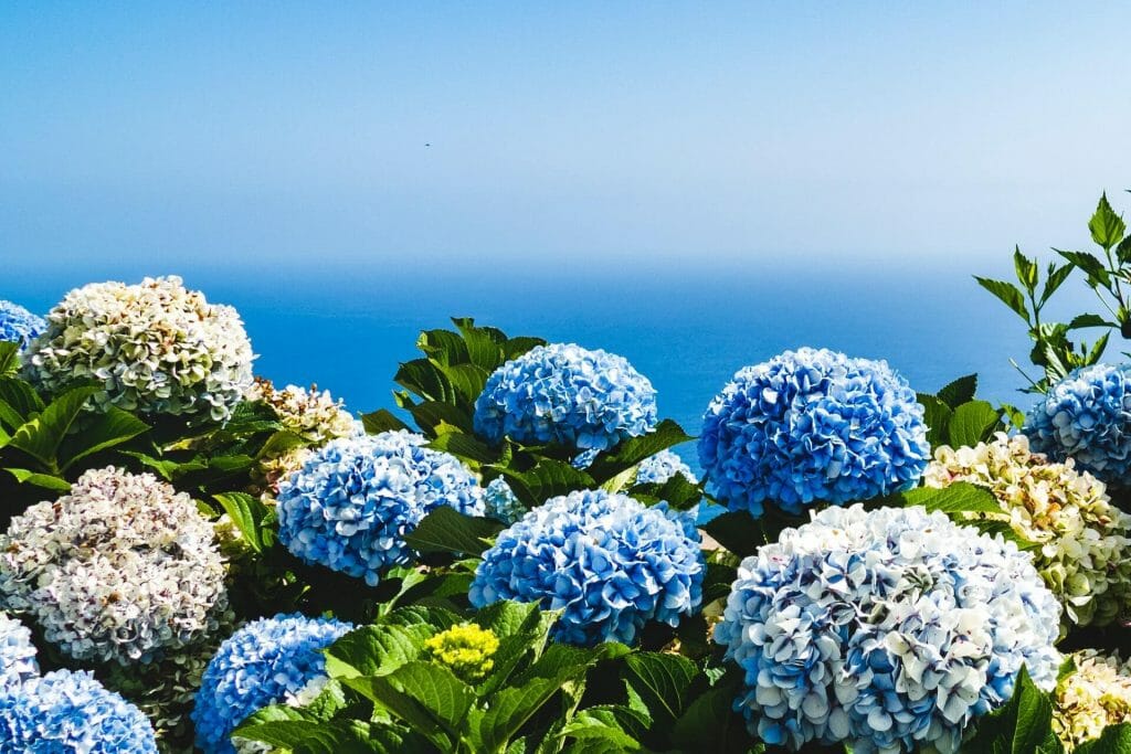 Tout sur les fleurs d'hortensia