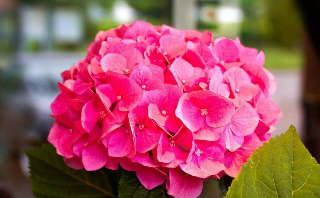 Signification et symbolisme de la fleur d'hortensia rose