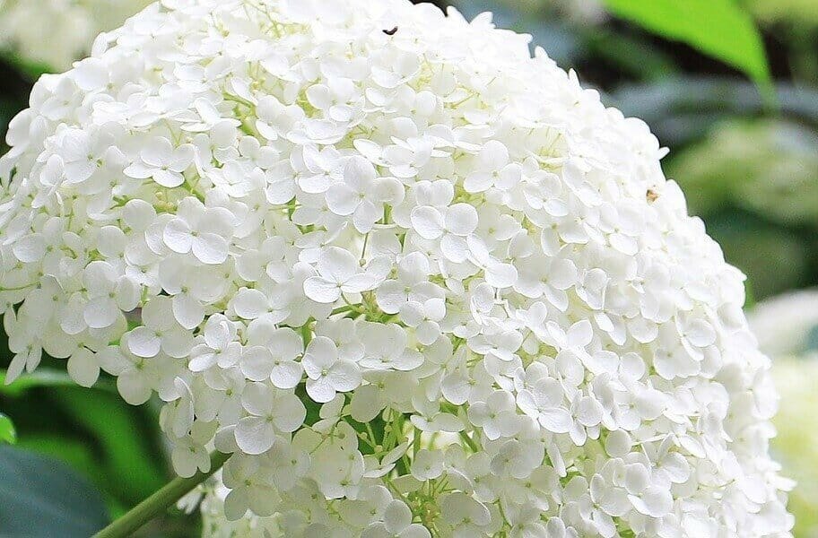 Signification et symbolisme de la fleur d'hortensia blanc