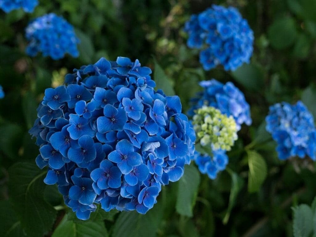 Signification et symbolisme de la fleur d'hortensia bleu