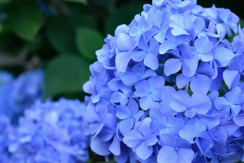 Signification et symbolisme de la fleur d'hortensia pourpre