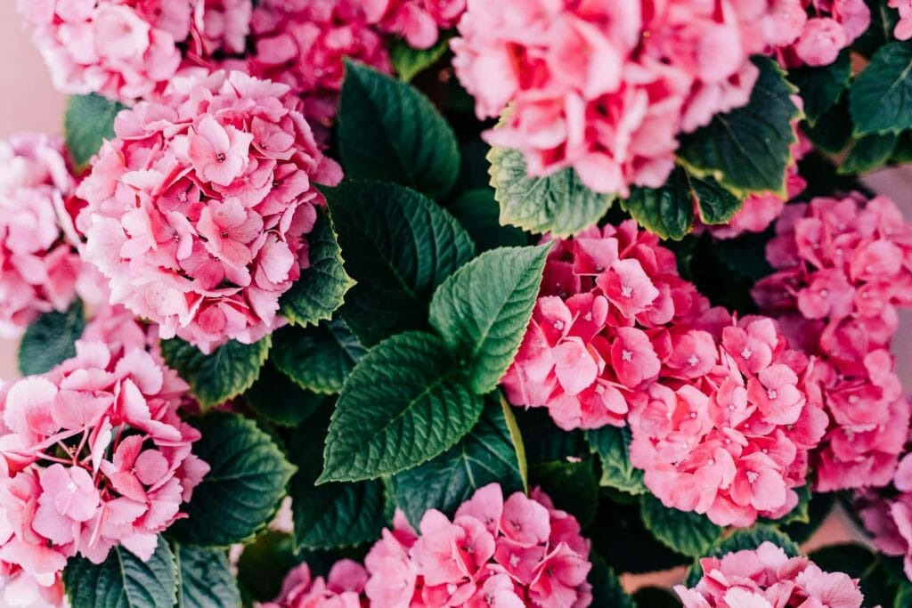 Étymologie de la fleur d'hortensia