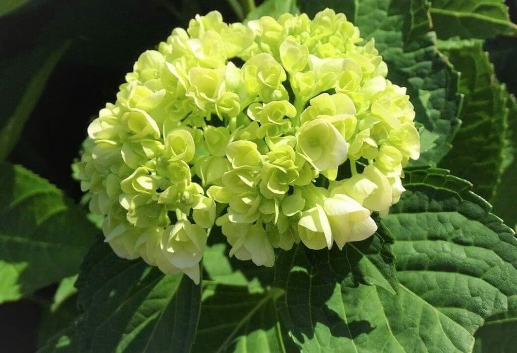 Signification et symbolisme de la fleur d'hortensia vert