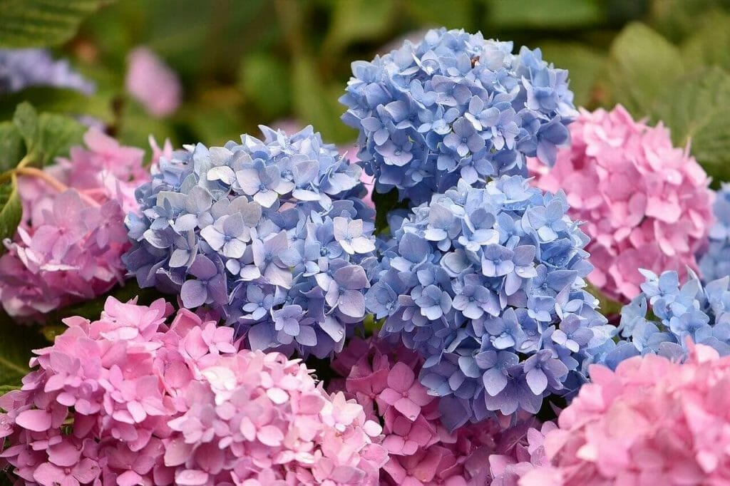 L'histoire des fleurs d'hortensia dans le monde