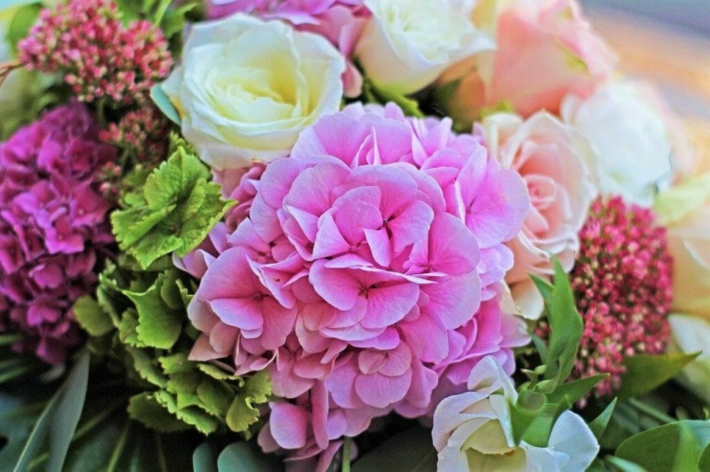 Les meilleures occasions d'offrir des fleurs d'hortensia
