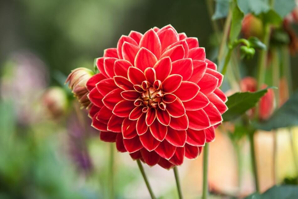 Dahlia