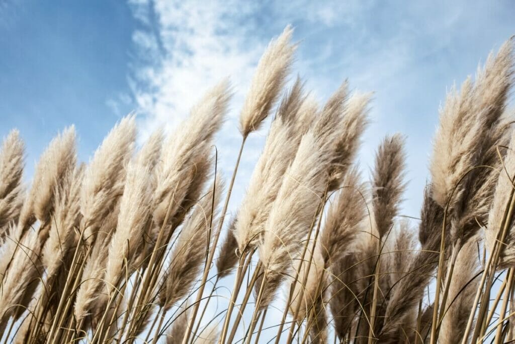 A propos de l'herbe des pampas (Cortaderia selloana)