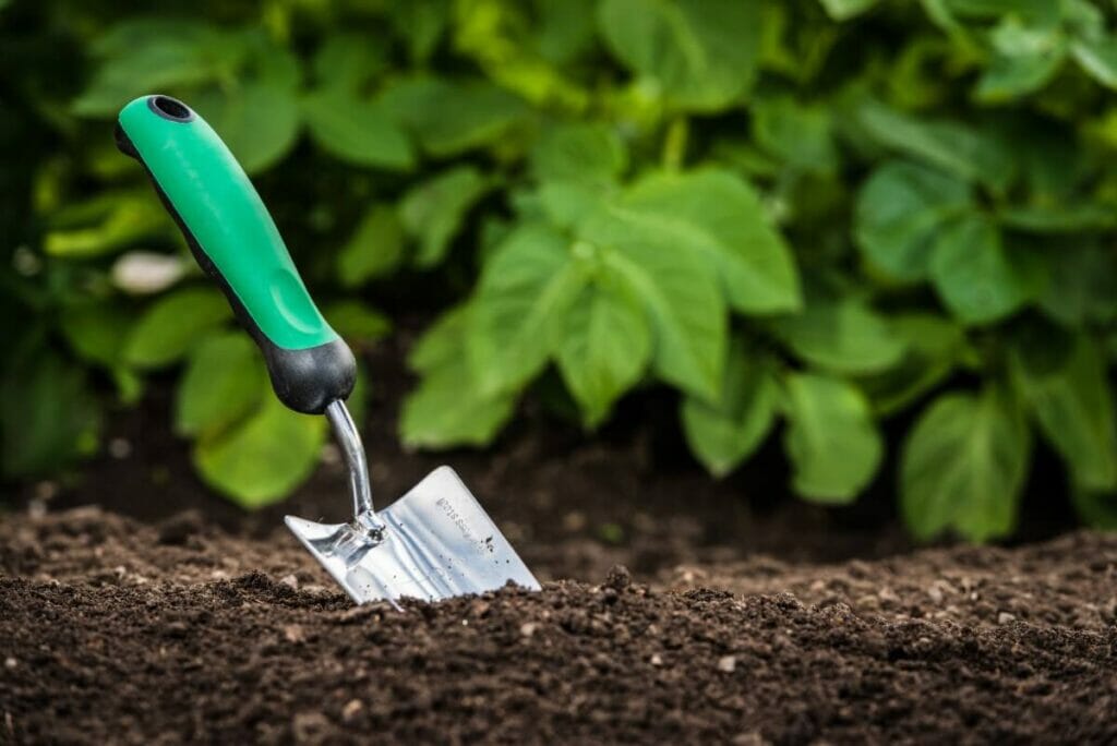 Le meilleur sol pour l'herbe de la pampa
