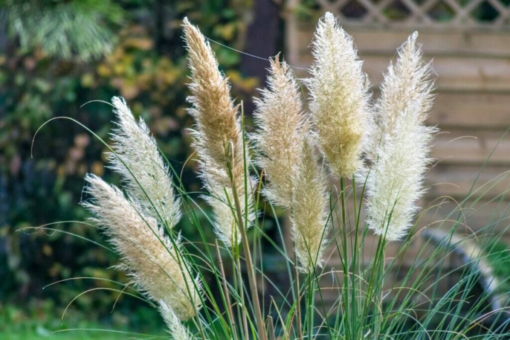 Comment cultiver l'herbe de la pampa (Cortaderia selloana)