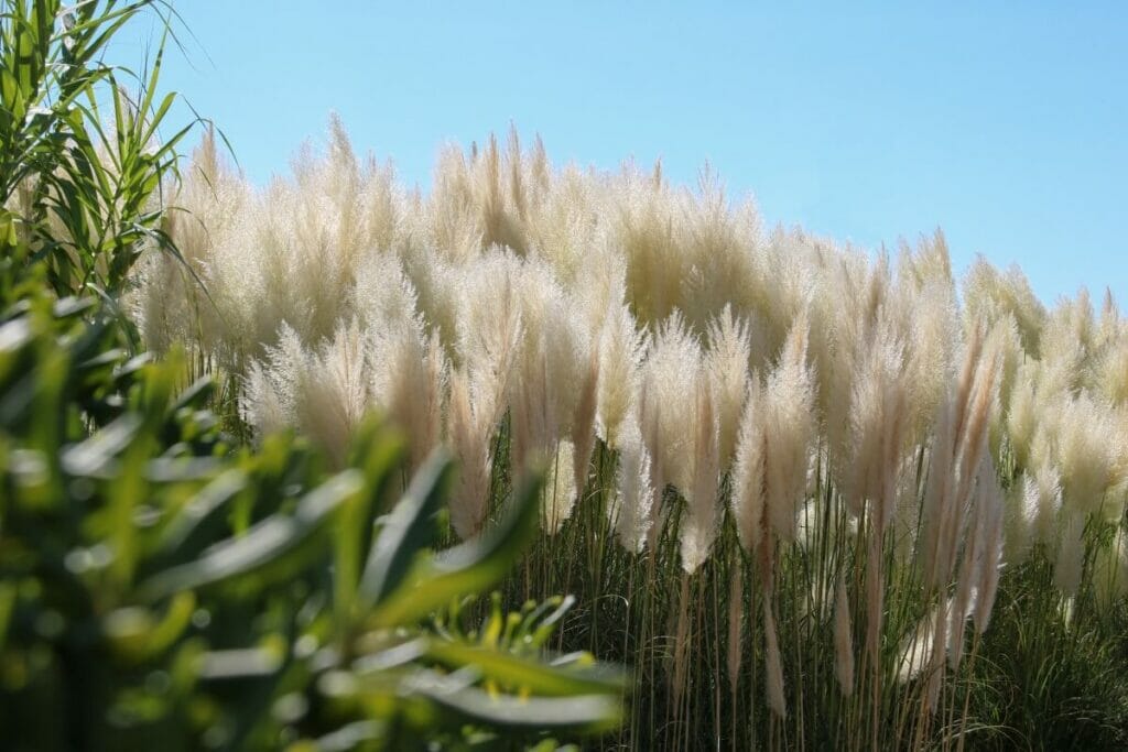 Comment prendre soin de l'herbe de la pampa (Cortaderia selloana)