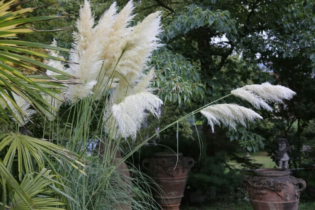 Problèmes liés à l'herbe de la pampa (Cortaderia selloana) et comment les traiter