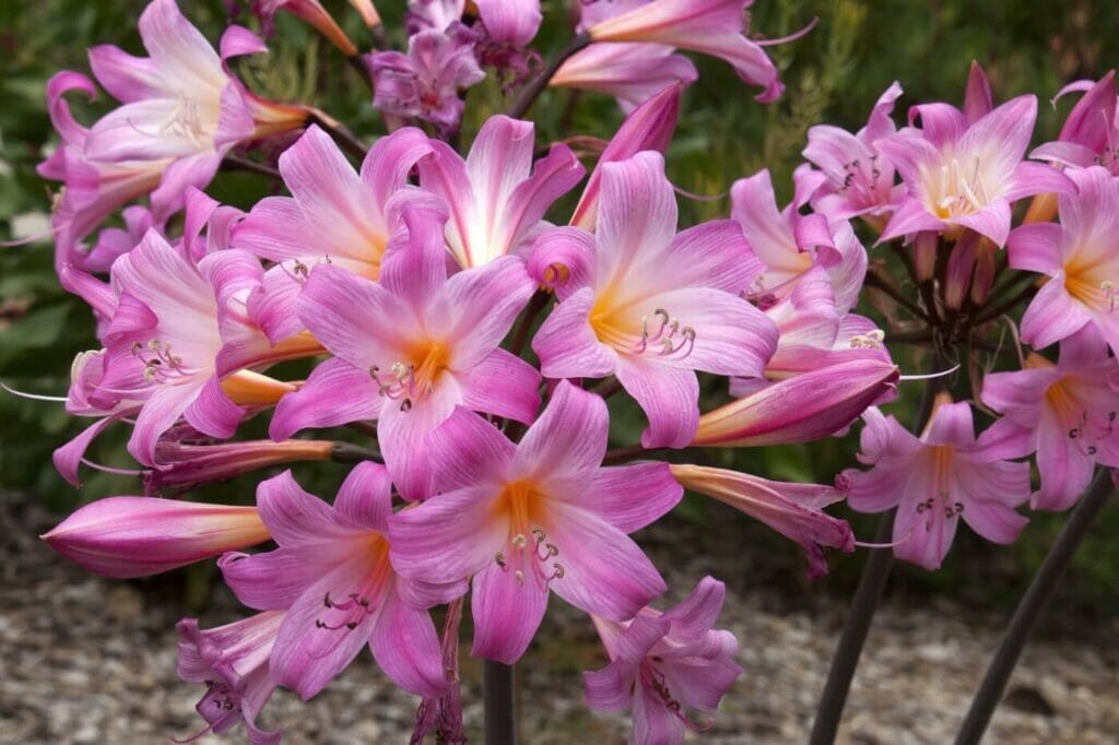 A propos de Amaryllis Belladonna