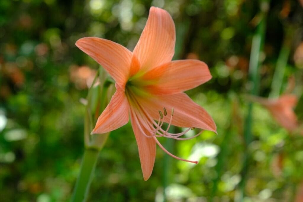 Caractères botaniques généraux