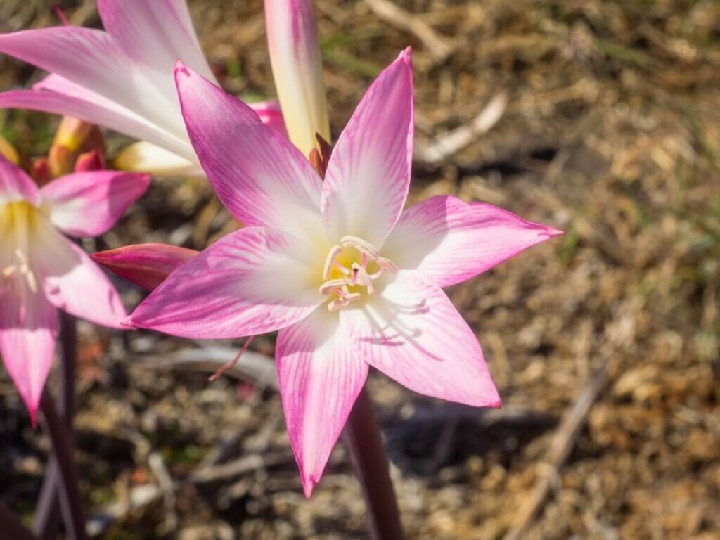 Amaryllis Belladonna Préférences Légères 