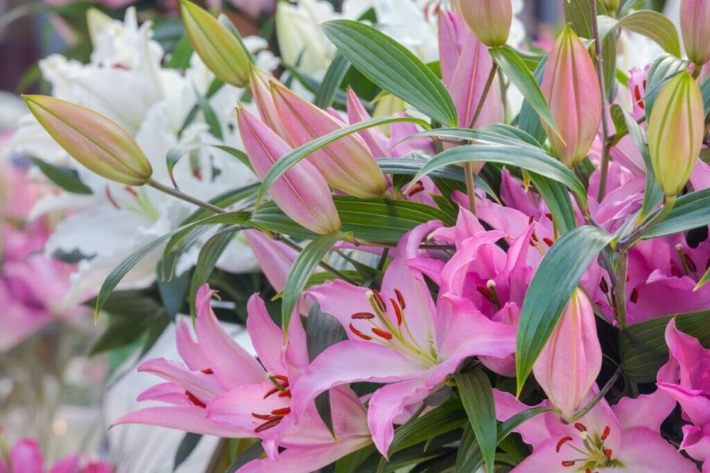 Types populaires d'amaryllis 