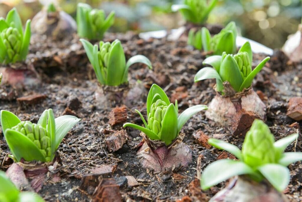 Culture d'amaryllis à partir de graines ou de jeunes plants de pépinière 