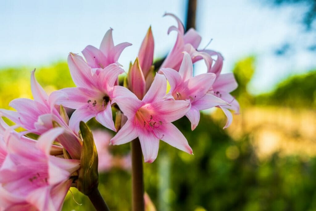 Taille et rabattage de l'Amaryllis Belladonna