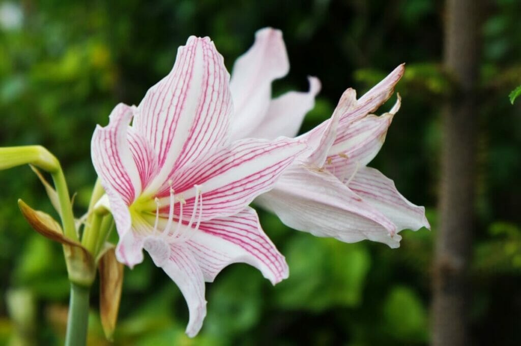 Comment prendre soin des Amaryllis Belladonna