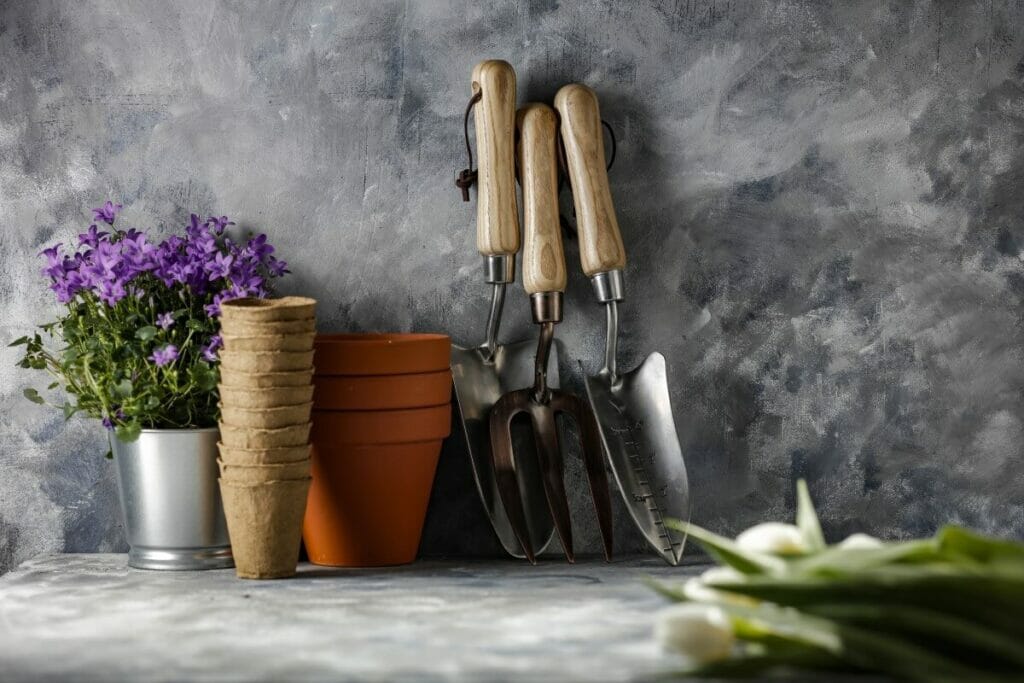 Outils essentiels pour l'entretien de l'Amaryllis Belladonna