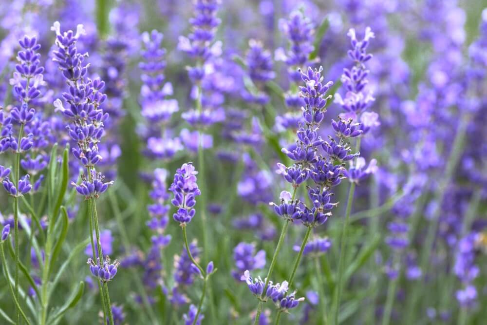Qu'est-ce qui rend les fleurs odorantes ?