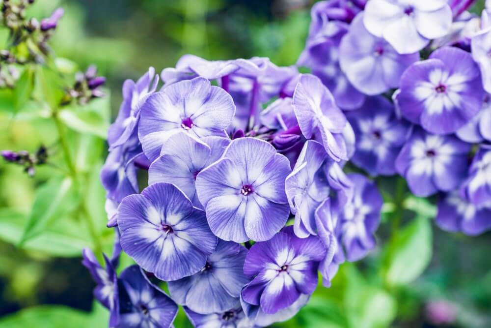 Les fleurs violettes sont-elles plus parfumées que les autres types de fleurs ?