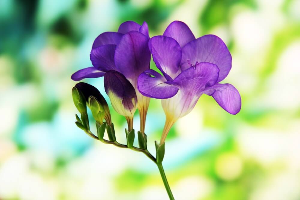 Freesia
