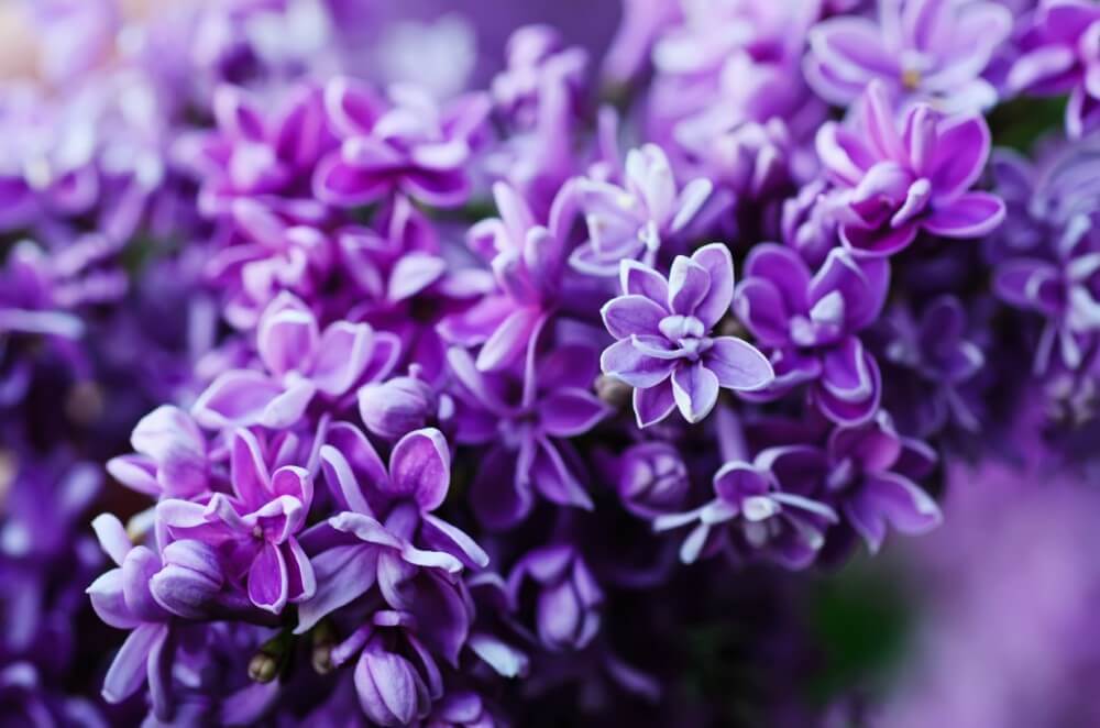 Lilas