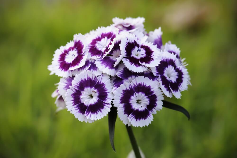 Dianthus