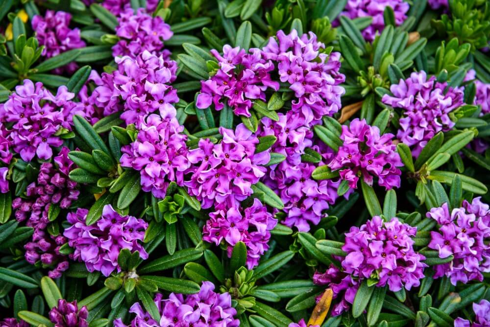 Daphne