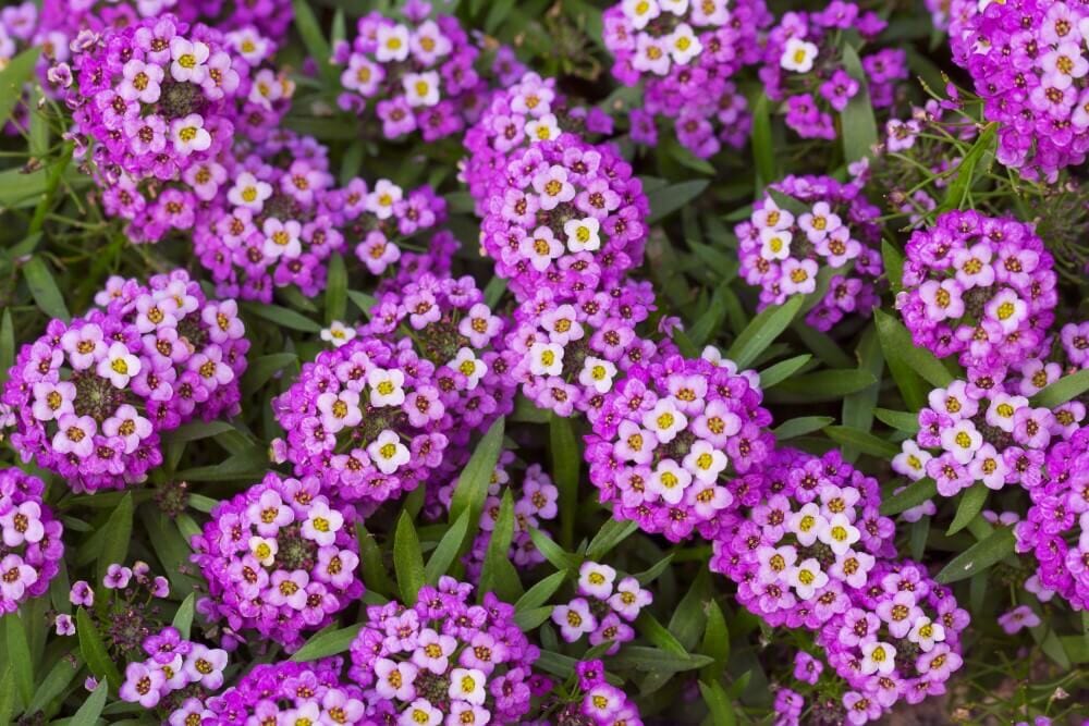 Alyssum
