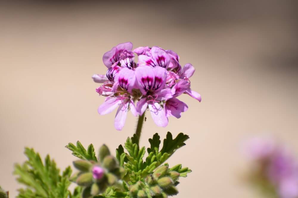 Géranium odorant