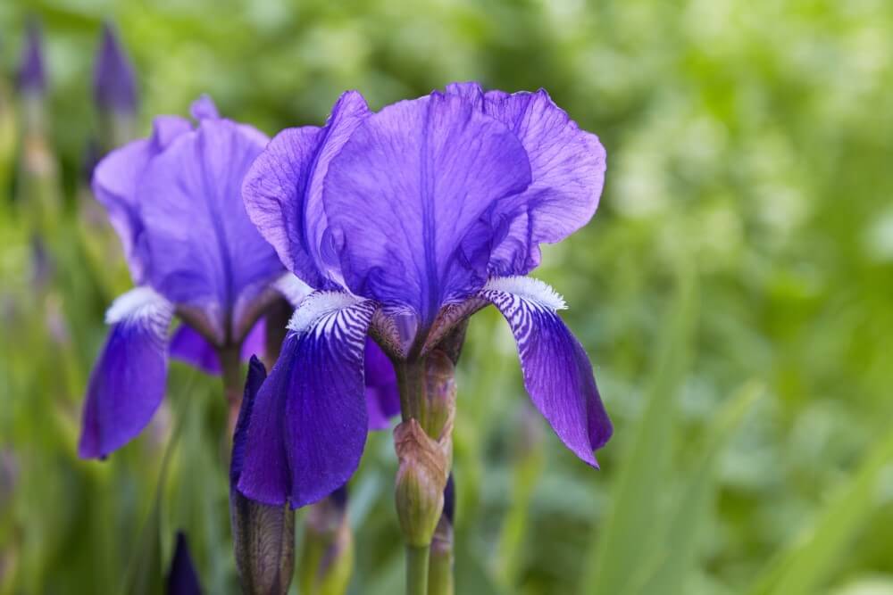 Iris barbu