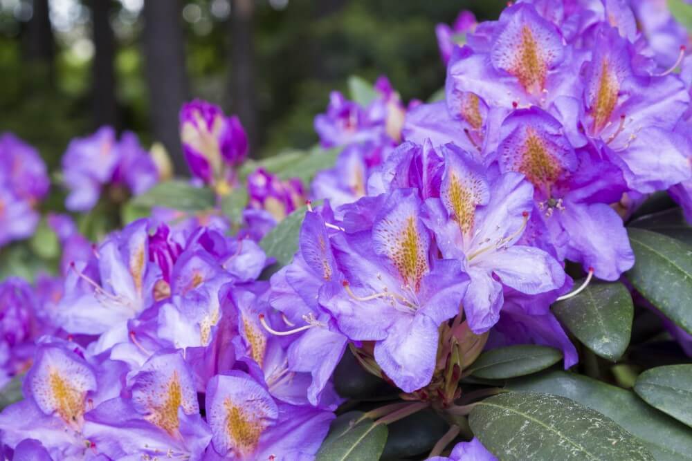 Rhododendron