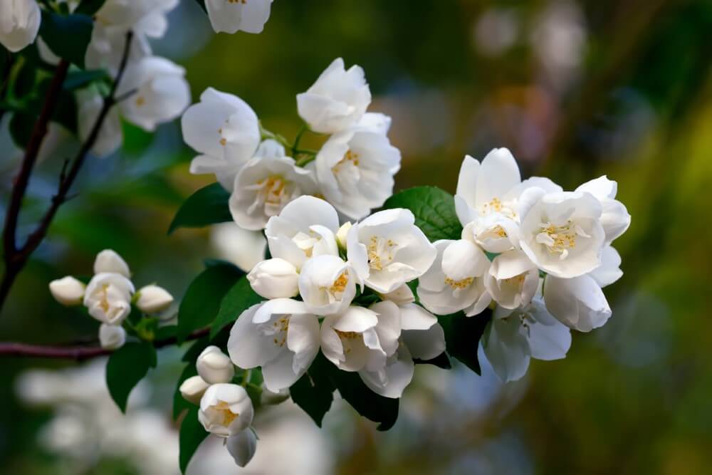 Qu'est-ce qui rend les fleurs odorantes ?
