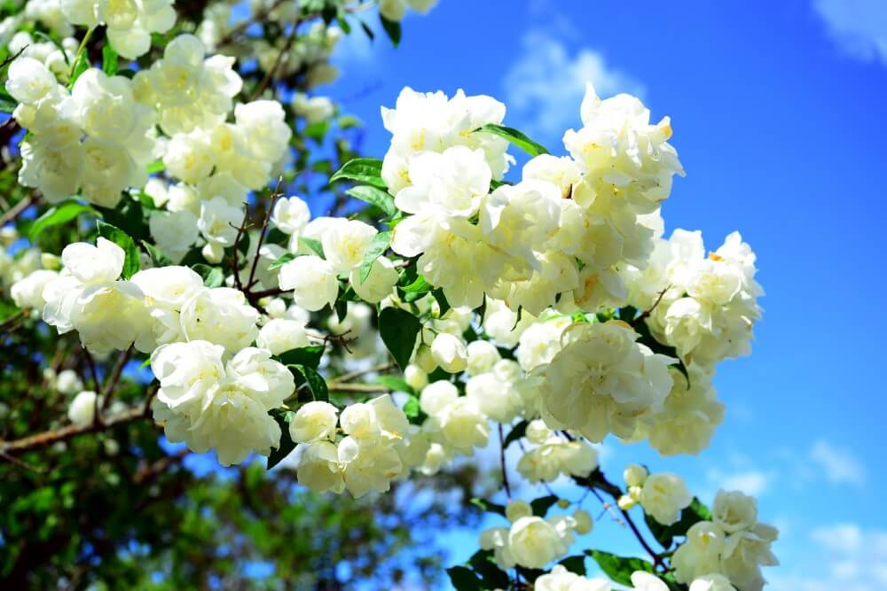 Les fleurs blanches sont-elles plus parfumées que les autres types de fleurs ?