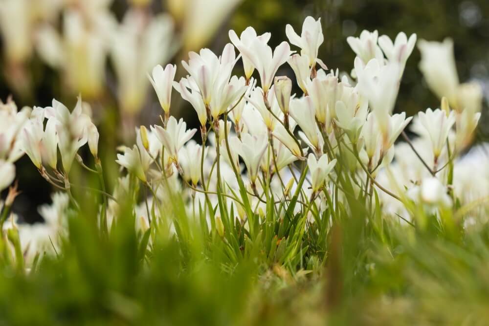Freesia