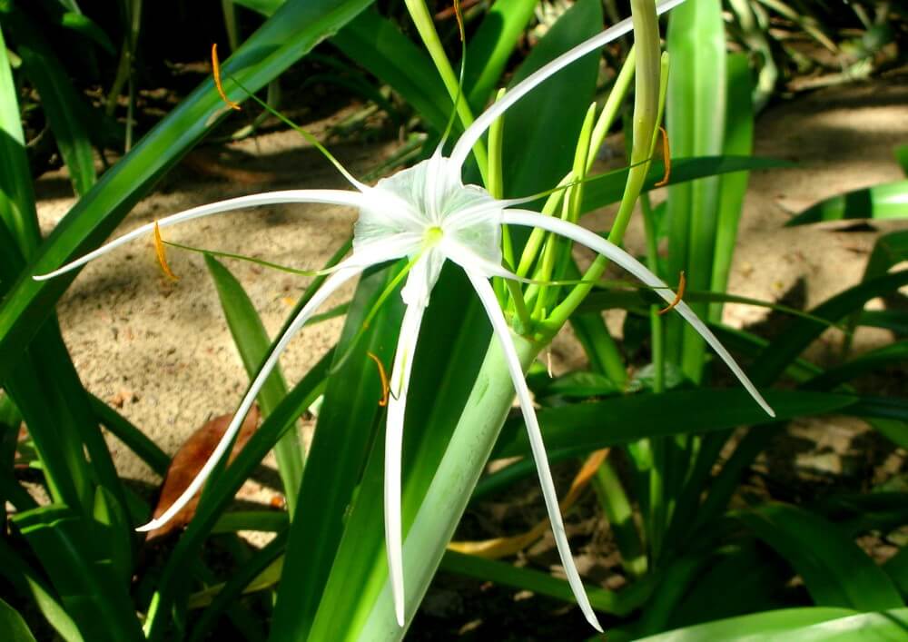 Lys d'araignée